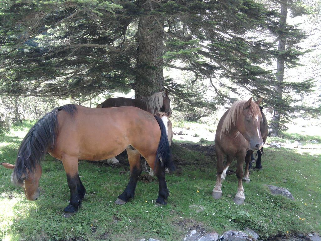 Vacances Perennes Cauterets Luaran gambar